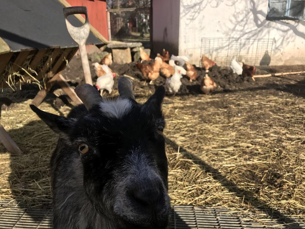 Aeventyrsgardens Vandrarhem, Kinnekulle Källby Zewnętrze zdjęcie